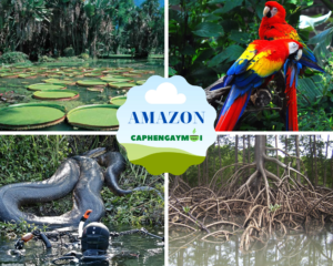 Rừng mưa Amazon