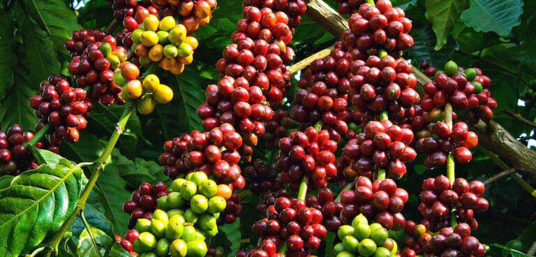 Cà phê ngon ở Việt Nam