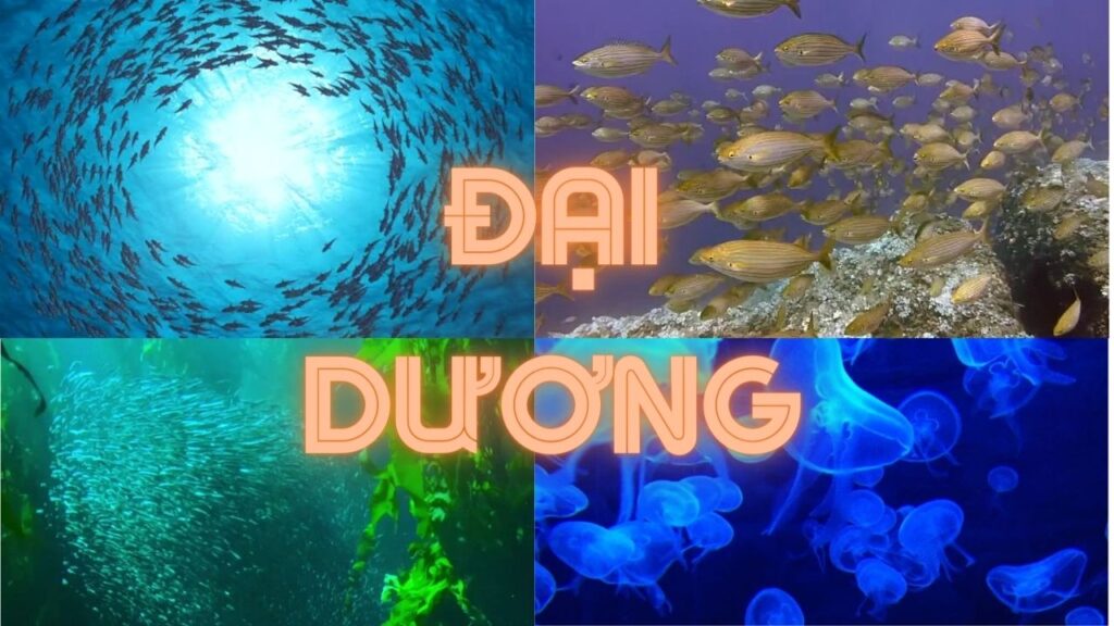 BANNER DAI DUONG